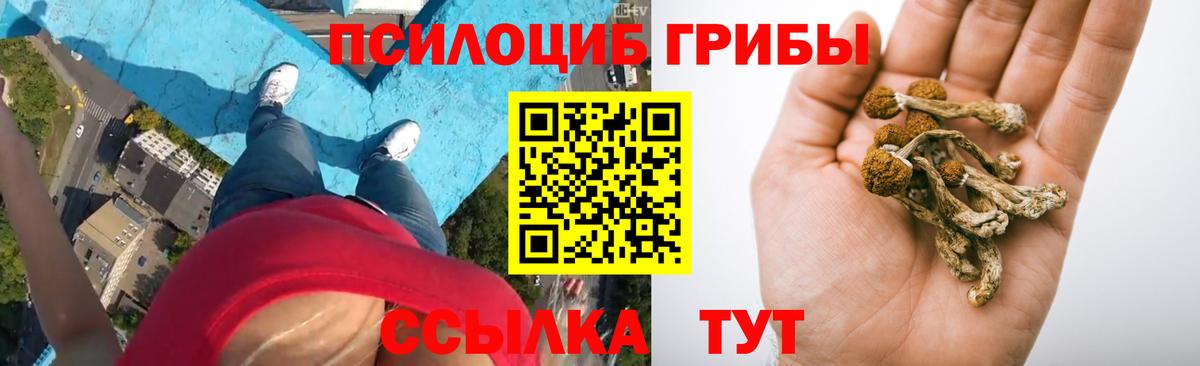 Псилоцибиновые грибы Cubensis Тверь